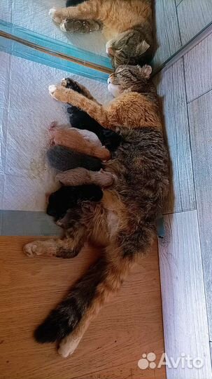 Вислоухие котята