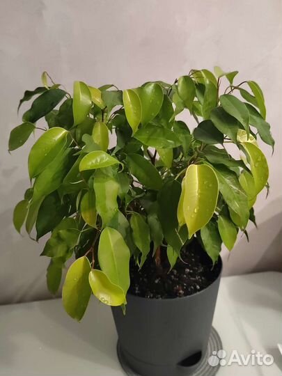 Фикус бенджамина
