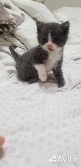 Котята британские