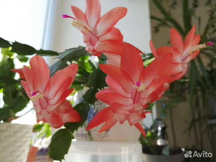 Декабрист шлюмбергера бледно-красный