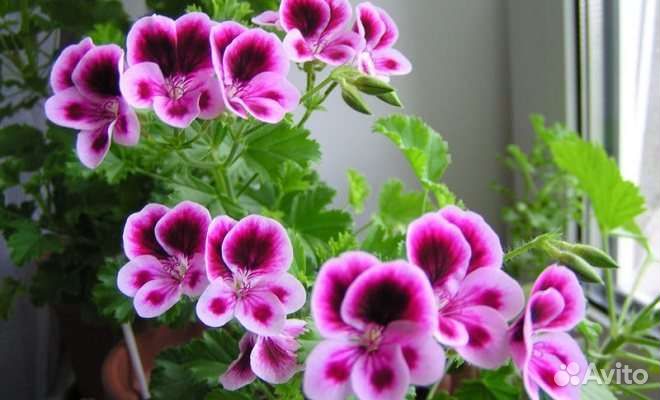 Пеларгония 