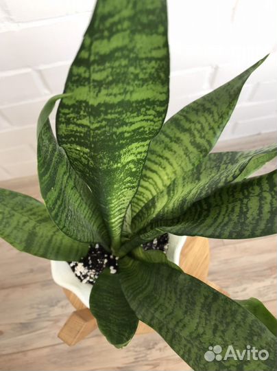 Сансевиерия и другие комнатные растения