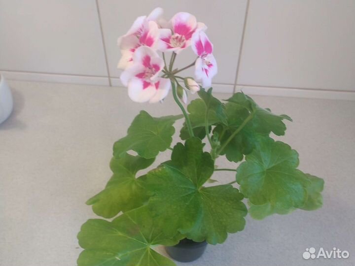 Герань пеларгония всегда цветущая