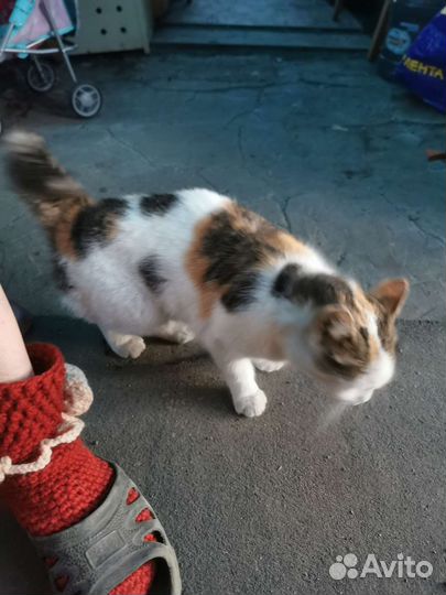 Трехцветная кошка стерилизована