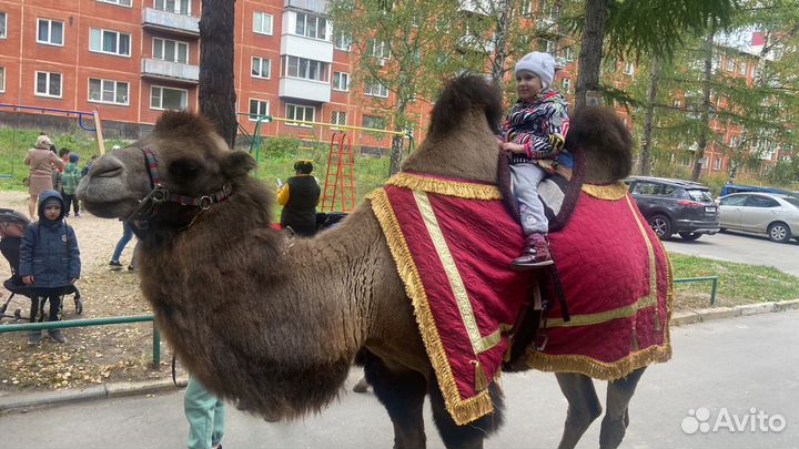 Аренда верблюда