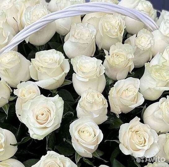 101 Роза Цветы Букеты 51 25 Роз Доставка