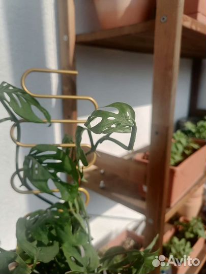 Монстера (Фридрихшталя)