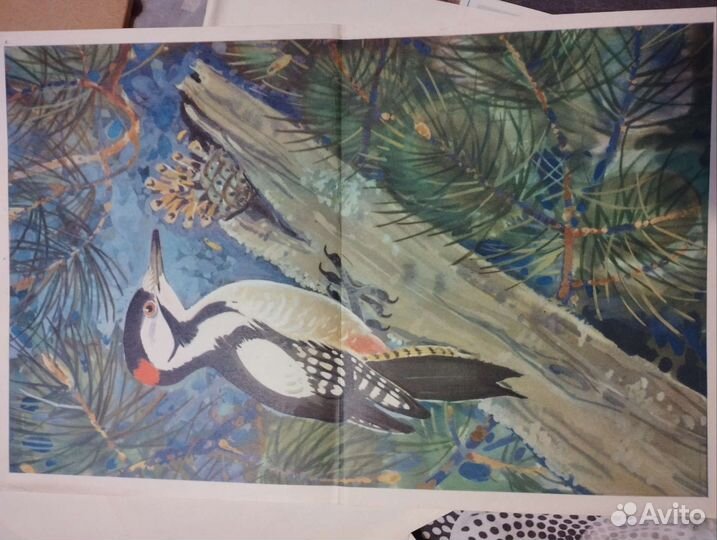 Картины птицы-учебно-наглядное пособие для детей