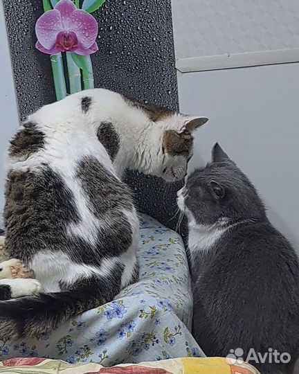 Котята в добрые руки бесплатно