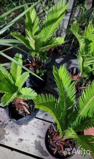 Цикас саговник саговая пальма