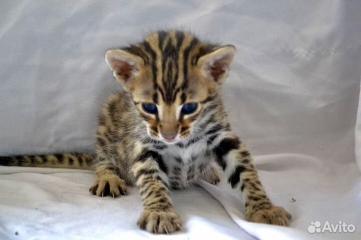 Алк ф1 50% дикой крови