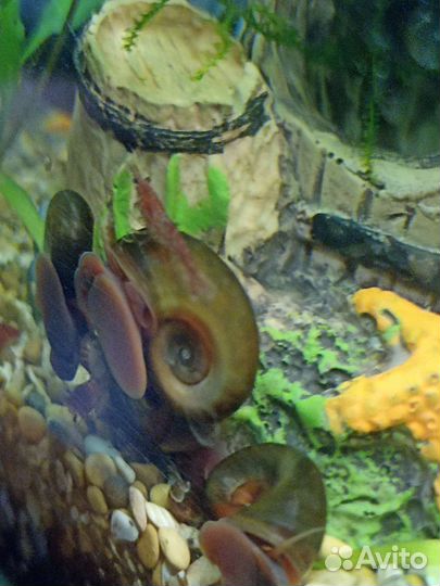 Улитка катушка