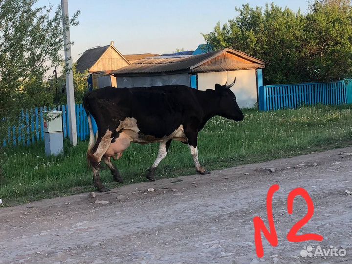 Продается корова