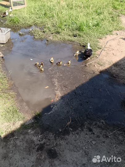 Продам индоутят