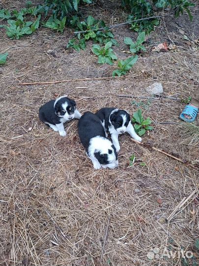 Аусси шенки