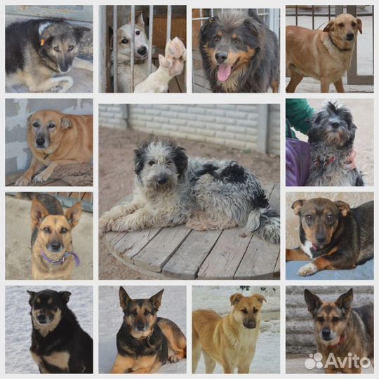 Собака в добрые руки