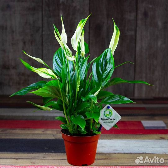 Спатифилум