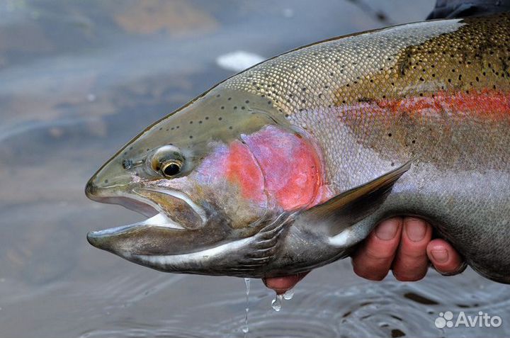 Свежемороженая форель оптом