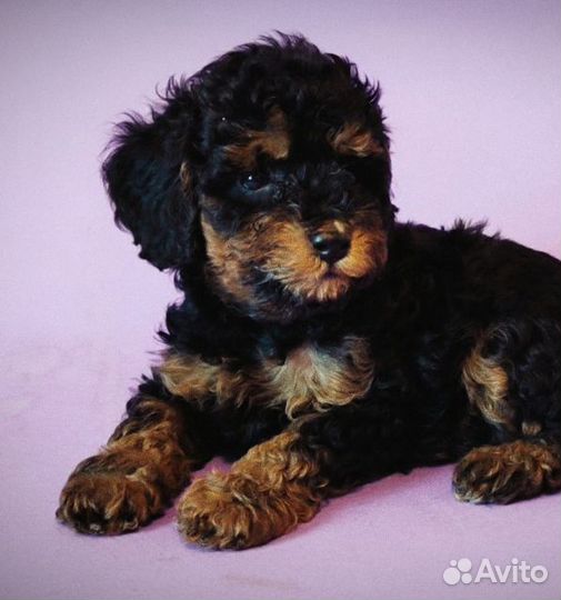 Мальтипу ф 1