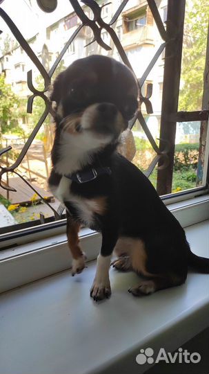 Вязка чихуахуа девочка