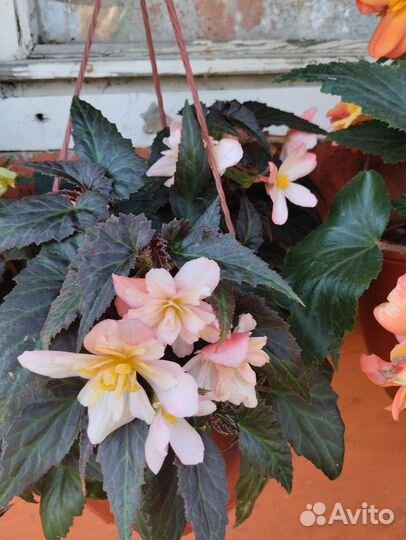 Срезы корневых ампельных бегоний