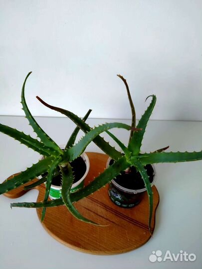 Алоэ столетник