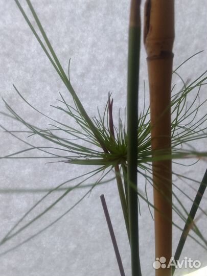 Продам Циперус папирус