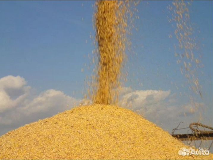 Зерно(пшеница)