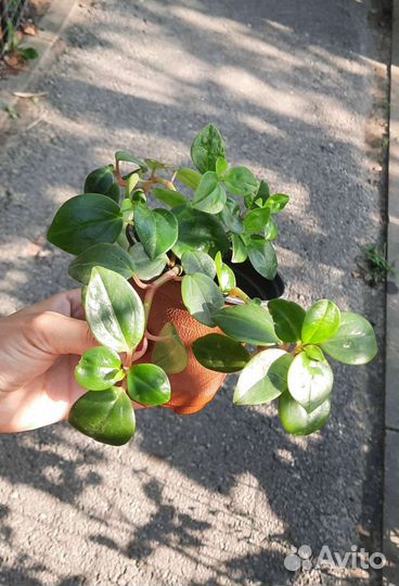 Комнатные растения