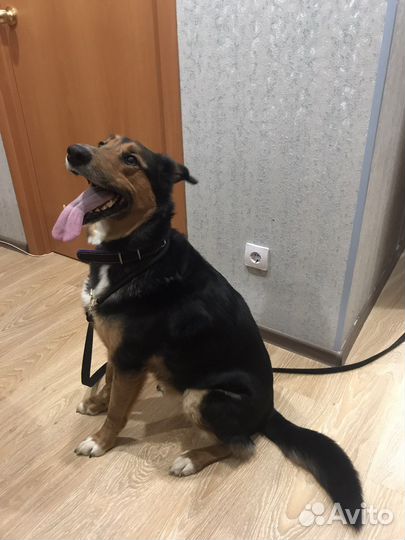 Собака - красавец Рекс, в добрые руки