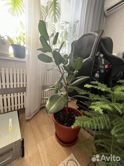 Комнатные цветы