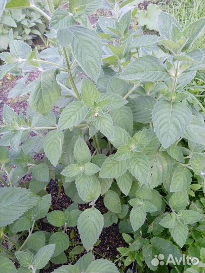 Мята ароматная ментоловая и мелисса с корнями