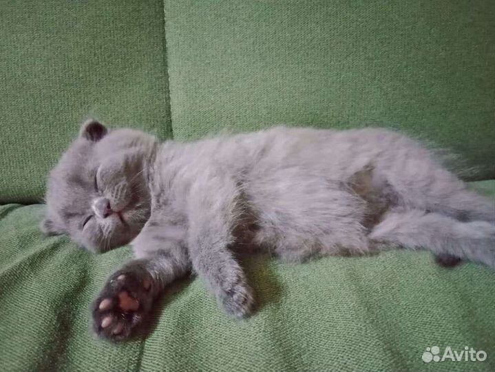 Шотландский вислоухий котенок