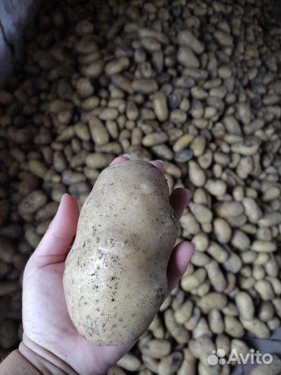 Домашний картофель сорт голанка