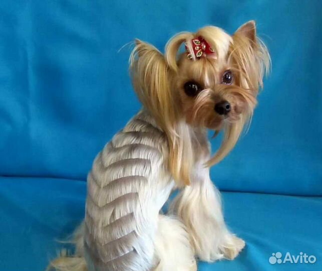 Стрижки собак мелких пород