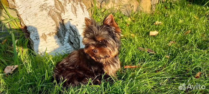 Очаровательный щенок Йорка мальчик