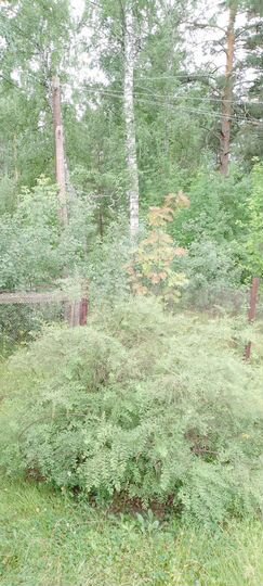 Дача 64 м² на участке 13 сот.