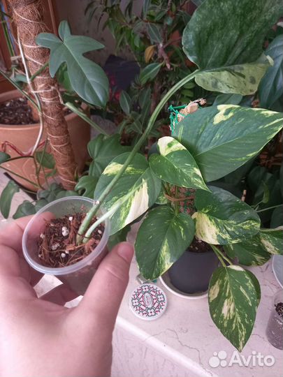 Эпипрениум минт новый сорт, похож на т02