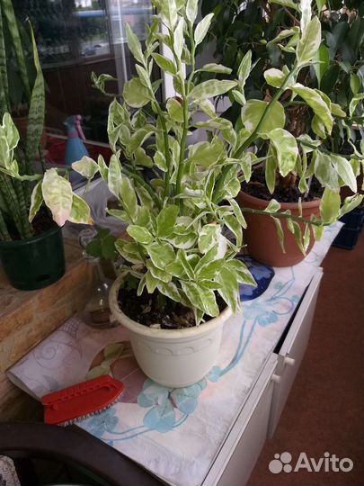 Цветы комнатные