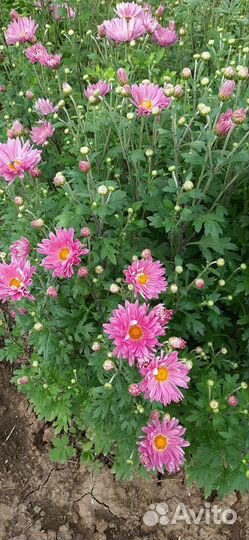 Хризантема