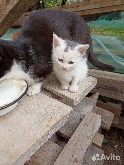 Котята в дар