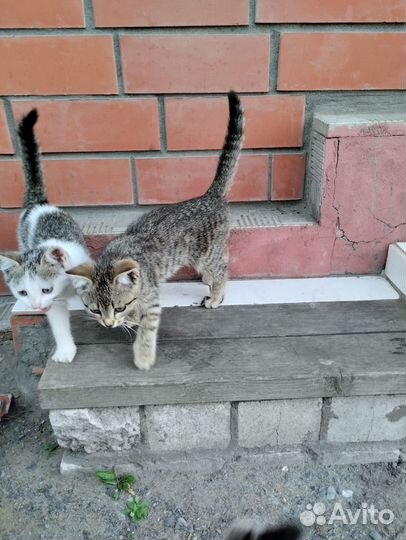 Отдам котят в добрые руки