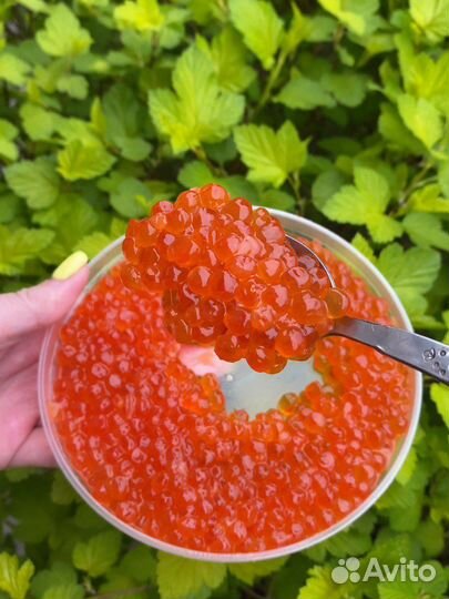 Красная икра