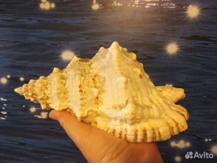 Морские раккушки