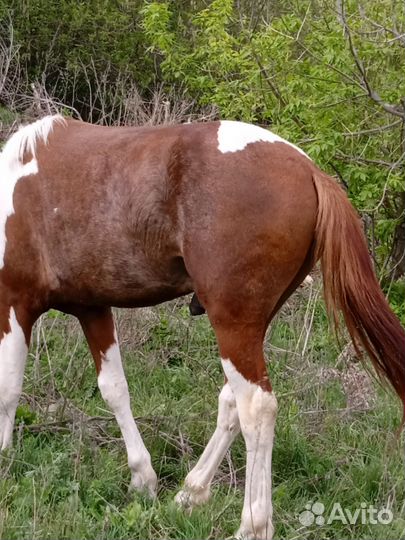 Лошадь жеребец