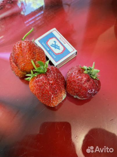 Саженцы клубника