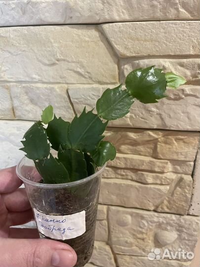 Шлюмбергеры