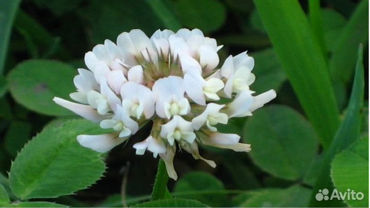 Клевер белый Ривендел (семена)