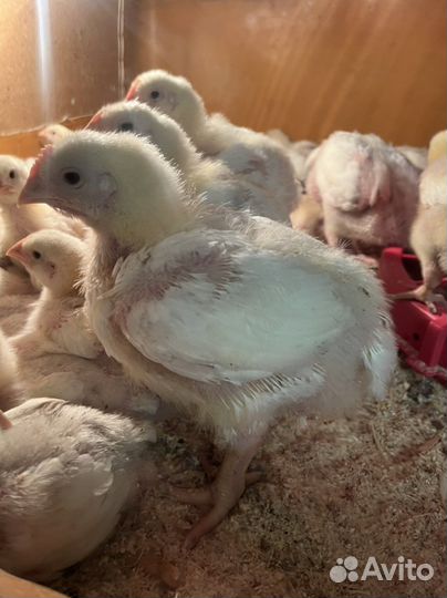 Цыплята бройлеры кобб 500 и др. импорт