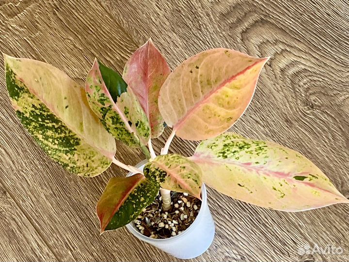 Аглаонемы тайские редкие